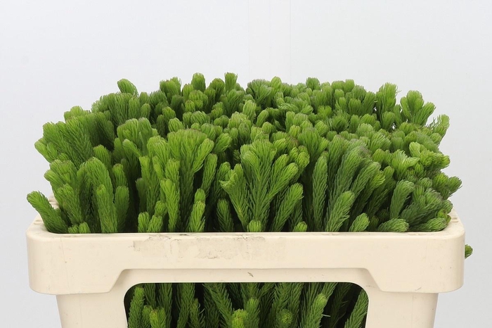 <h4>BRUN ALBIFLORA</h4>
