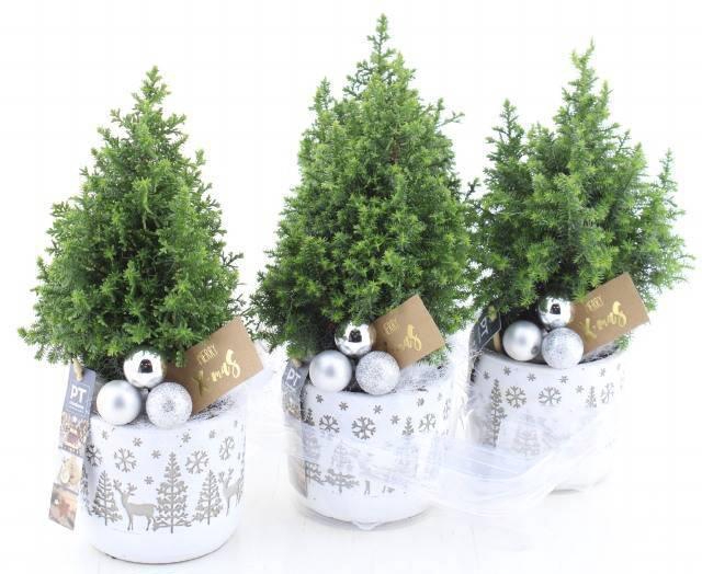 <h4>CHAM TH TOP POINT</h4>