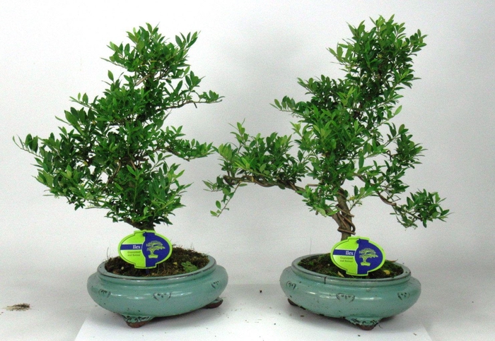<h4>ilex crenata</h4>