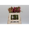 Nerine Mix