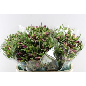 Alstr Kimora (paars)xx