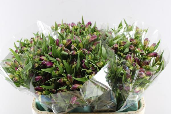 <h4>Alstr Kimora (paars)xx</h4>