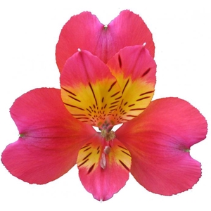 ALSTROEMERIA SAMOA 080 CM PINK