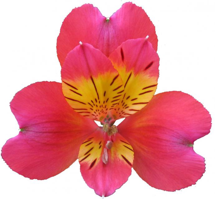 <h4>ALSTROEMERIA SAMOA 080 CM PINK</h4>