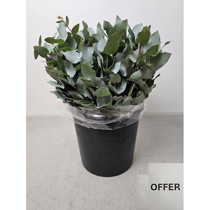 <h4>EUC CINEREA PB</h4>