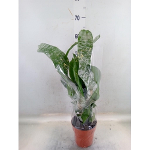 Aechmea fasciata 'Primera'