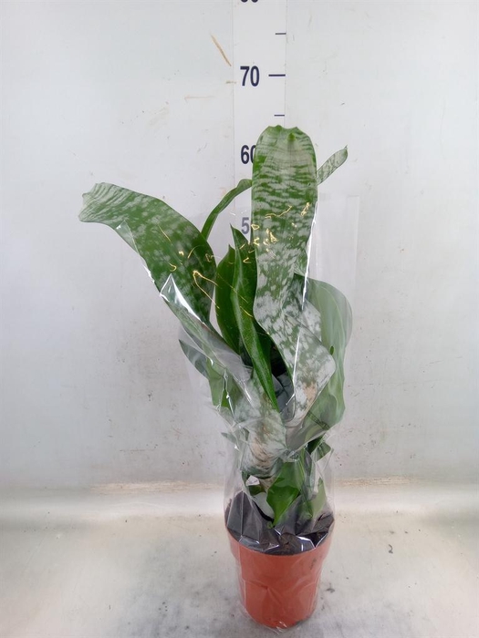 <h4>Aechmea fasciata 'Primera'</h4>