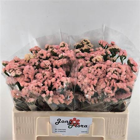 <h4>Lim S Peach Wings</h4>