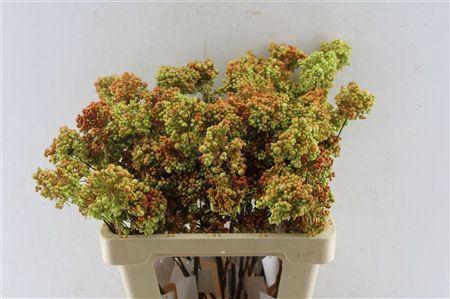 <h4>BERRY DECO GREEN/ORANGE</h4>