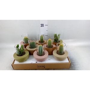 Cactus   ...mix  3