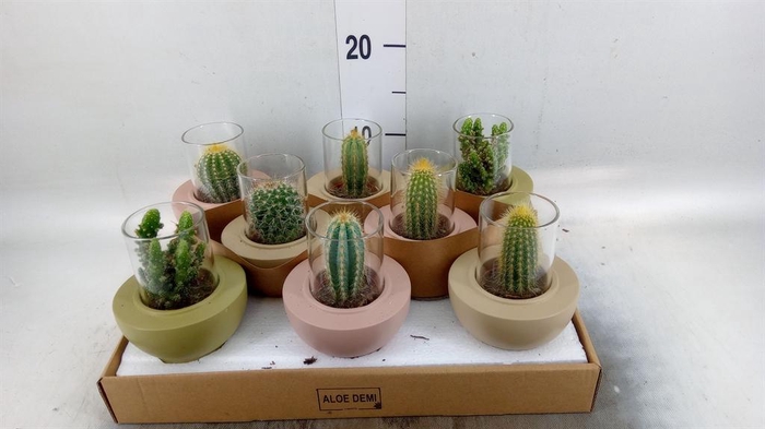 <h4>Cactus ...mix 3</h4>