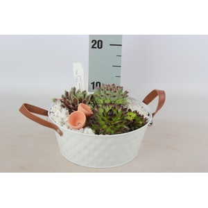 ARR SEMPERVIVUM