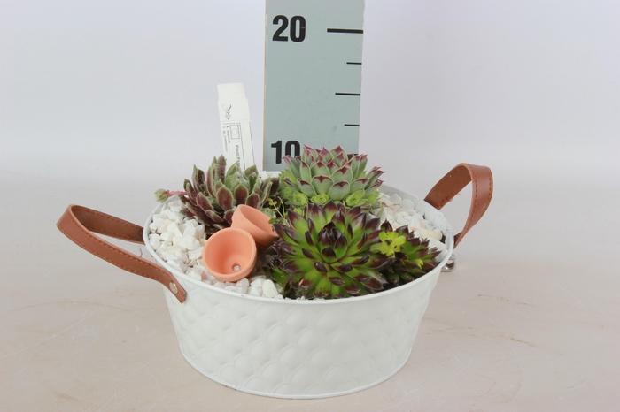 <h4>ARR SEMPERVIVUM</h4>