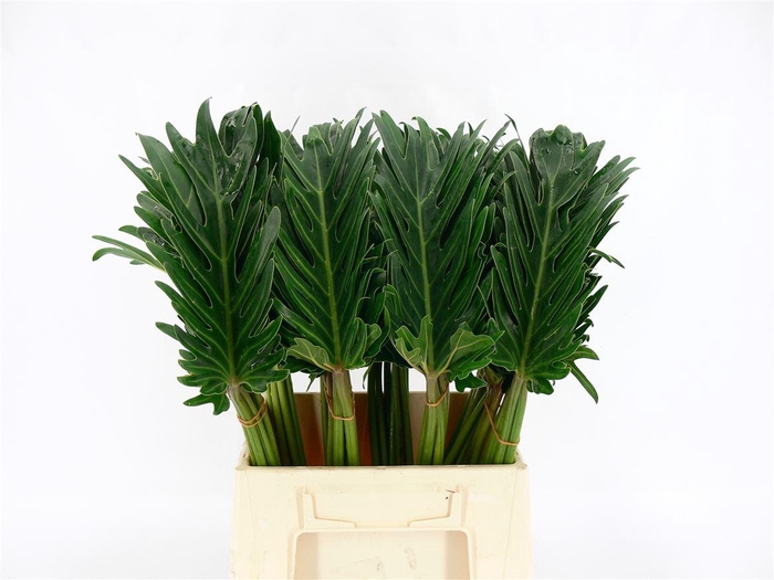 <h4>Xanadu 50cm</h4>