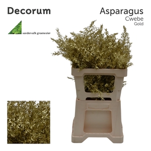 Asp cwebe 50cm Gold