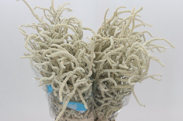 <h4>Amaranthus Yearming Desert</h4>