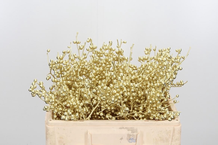 <h4>Ilex Kl Bh Goud</h4>