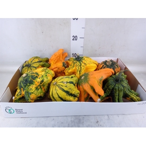 Cucurbita
