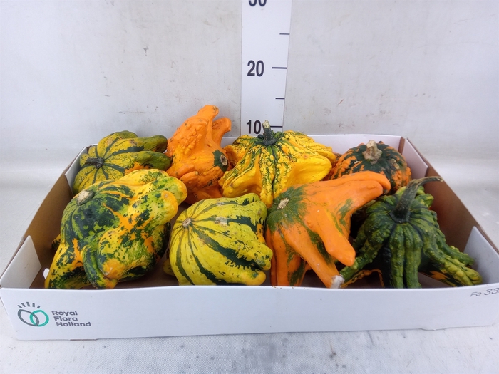 <h4>Cucurbita</h4>