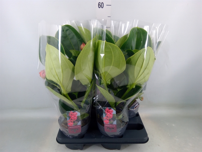 <h4>Medinilla magn. 'Lambada'</h4>