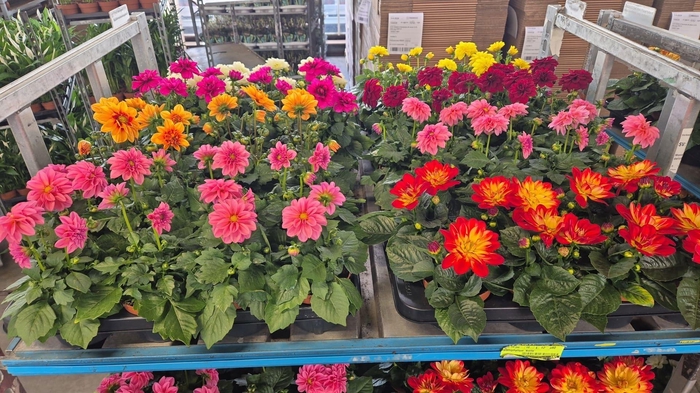 <h4>DAHLIA MIXK 5 KL</h4>