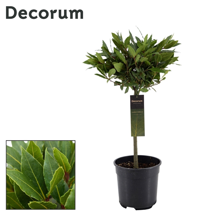 Laurus nobilis Bol op stam