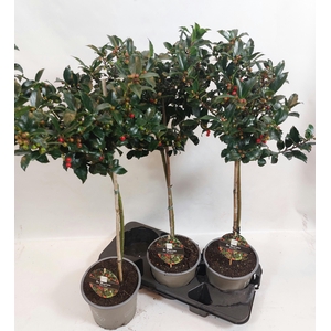 ILEX MES BLUE MAID