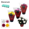 Chrysanthemum Chrystal
