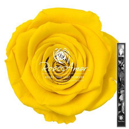 <h4>60cm Stem Yel02</h4>