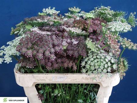 <h4>Daucus Carota Dara</h4>