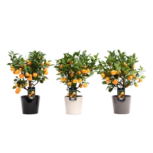 Citrus Calamondin in Mix Keramiek Roma