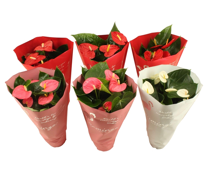 <h4>Anthurium mix in sierhoes 14cm</h4>
