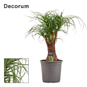 Beaucarnea vertakt 24 cm (Decorum)