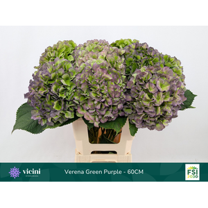 Hydr Verena Green Purple 60 cm Vicini