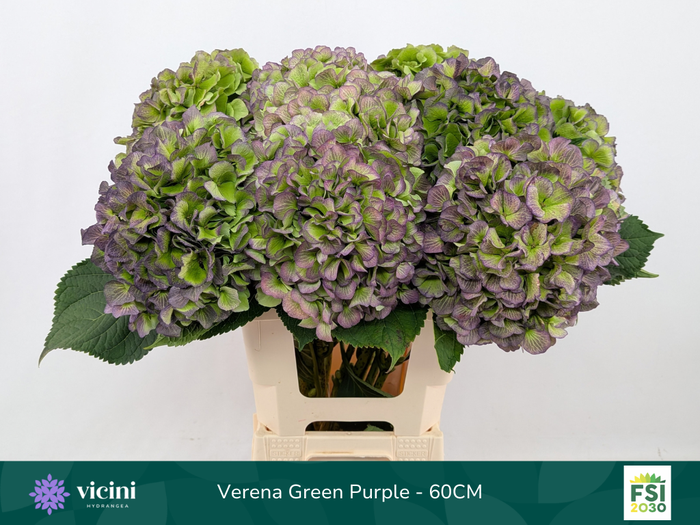 <h4>Hydr Verena Green Purple 60 cm Vicini</h4>