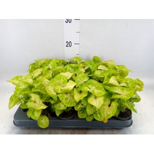 Syngonium 'Golden Allusion'