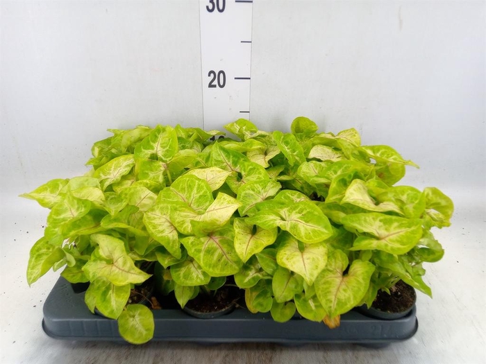 <h4>Syngonium  'Golden Allusion'</h4>