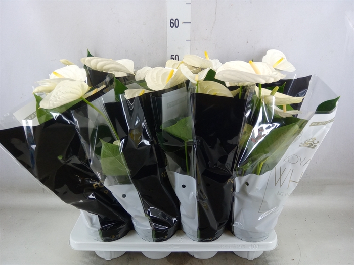 <h4>Anthurium andr. 'Alpine'</h4>