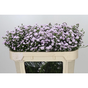 Aster Baby Pink Pearl
