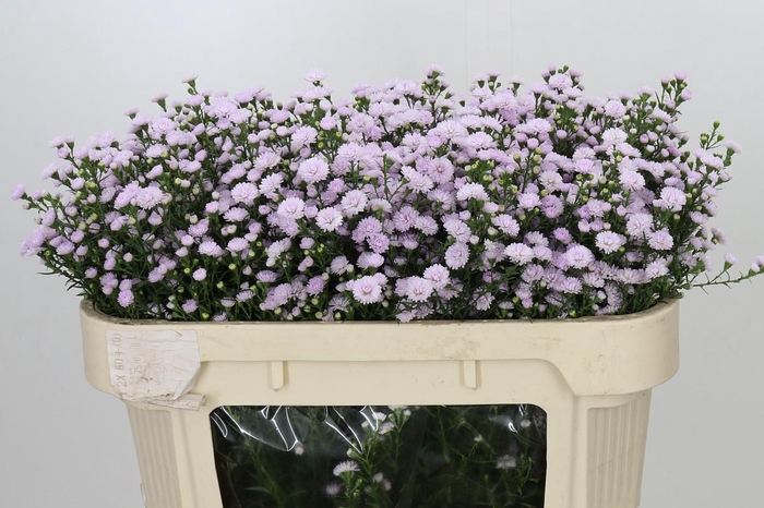 <h4>Aster Baby Pink Pearl</h4>
