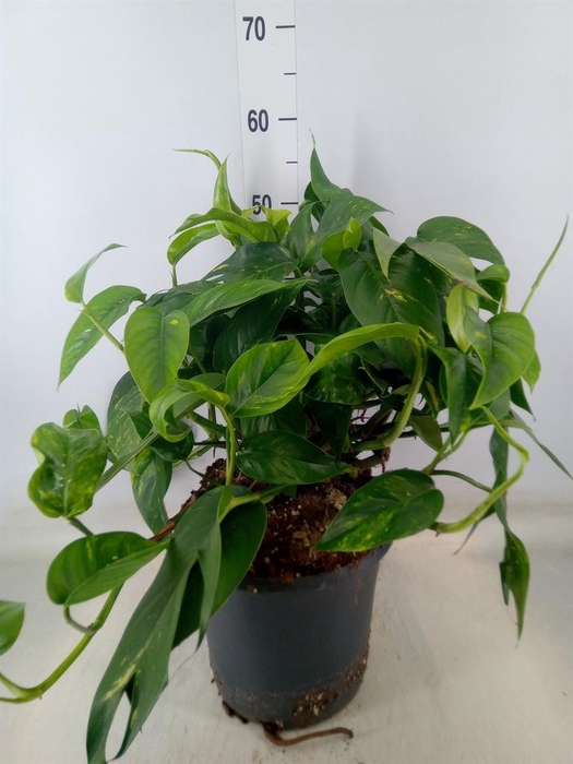 <h4>Epipremnum   ...</h4>