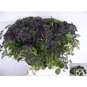Vibur De Blueber Hil