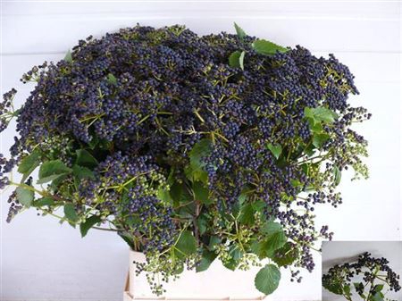 <h4>Vibur De Blueber Hil</h4>