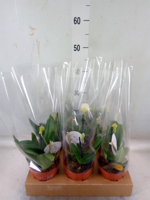 <h4>Paphiopedilum   ...</h4>