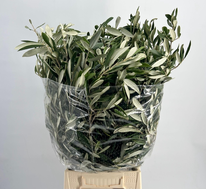 <h4>Olive Italia XXL</h4>