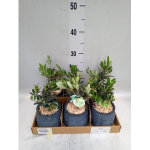 Arr.   Tuinplanten L%