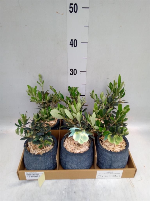 <h4>Arr. Tuinplanten L%</h4>