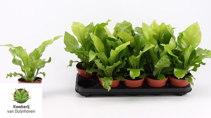 <h4>ASPLE NIDUS</h4>