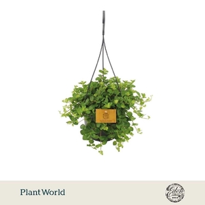 Peperomia Rotundifolia hangpot