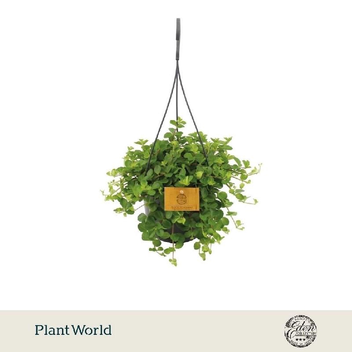 <h4>Peperomia Rotundifolia hangpot</h4>